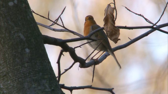 知更鸟在春天的树上歌唱