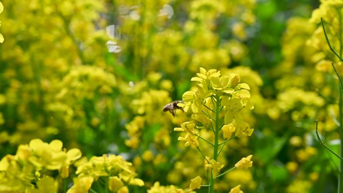 油菜花上蜜蜂蝴蝶