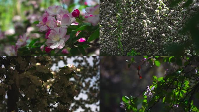 4k春天里的海棠花素材合集