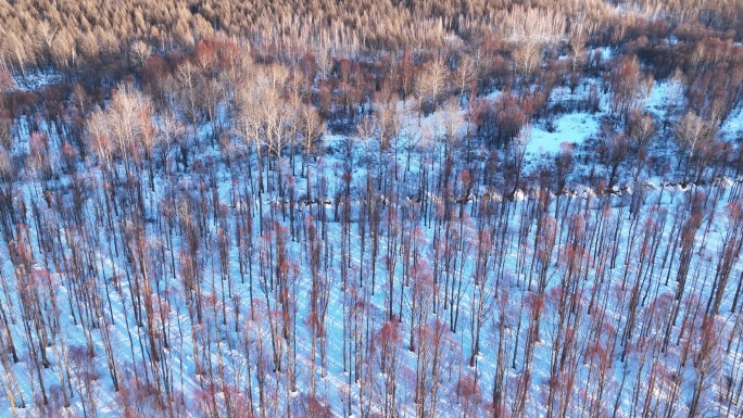 鸟瞰夕阳照耀的雪原红柳林