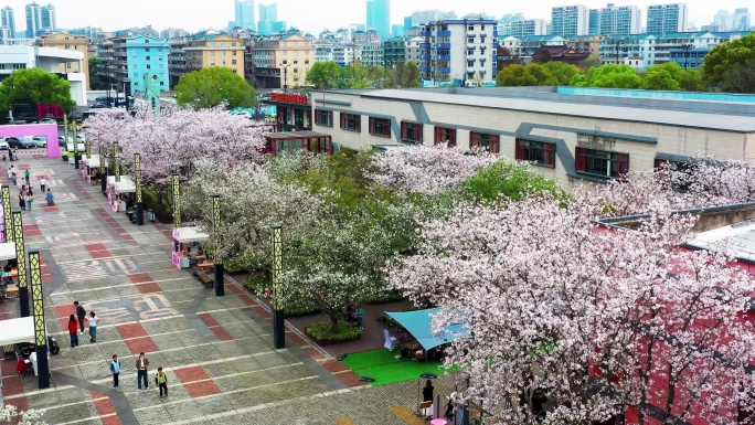 春天，城市里的樱花，樱花的季节