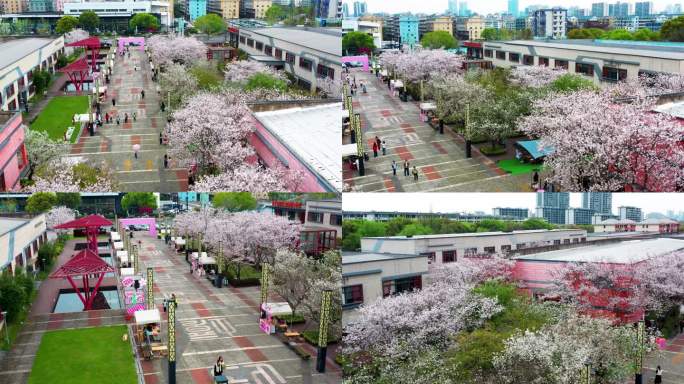 春天，城市里的樱花，樱花的季节