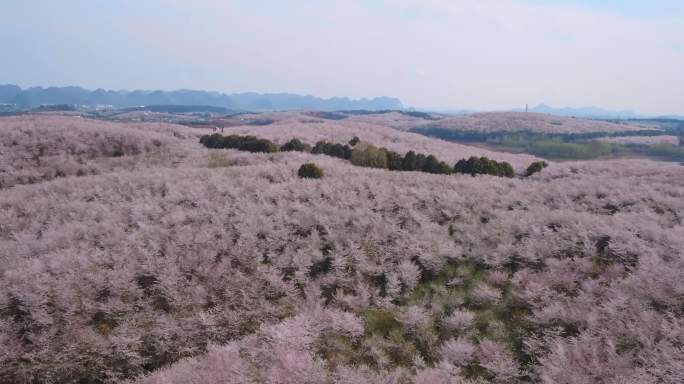 平坝樱花