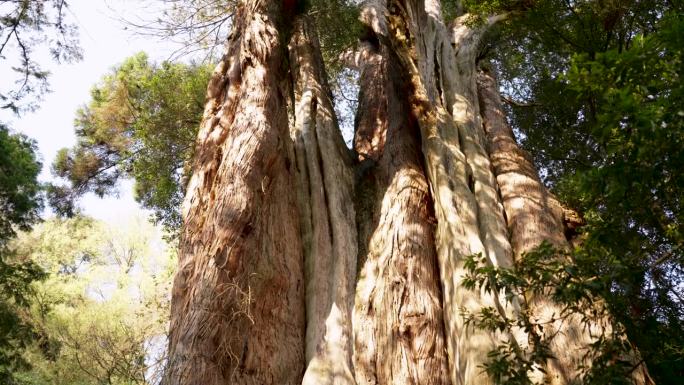在台湾嘉义的阿里山，倾斜着巨大的白木树