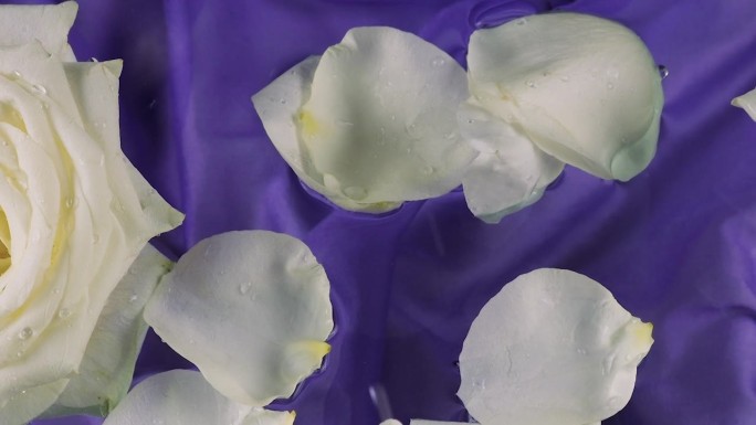 玫瑰花瓣落在漂浮在水里的白玫瑰花上，背景是深紫色的丝绸。