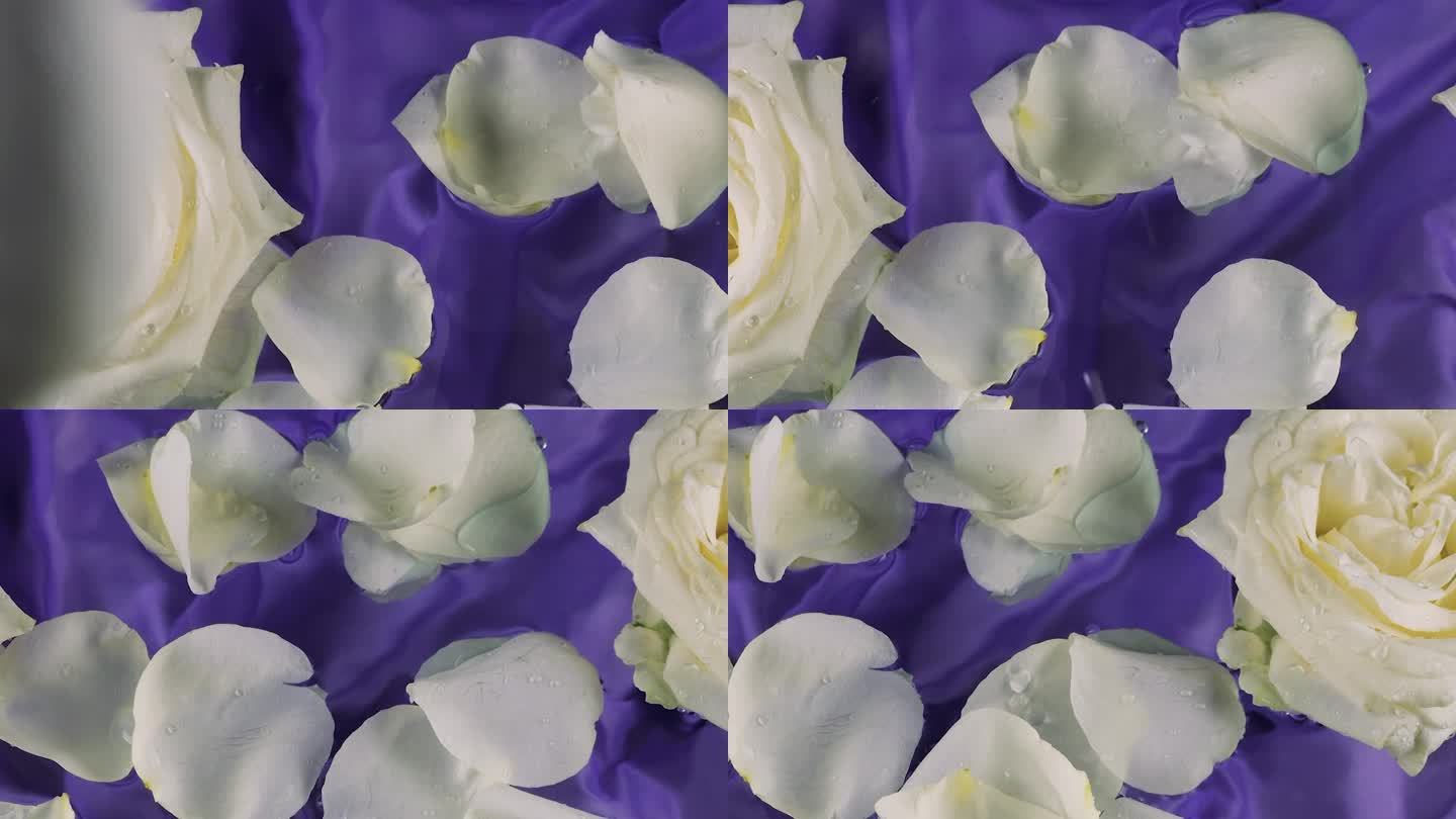 玫瑰花瓣落在漂浮在水里的白玫瑰花上，背景是深紫色的丝绸。