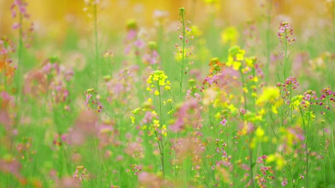 油菜花田