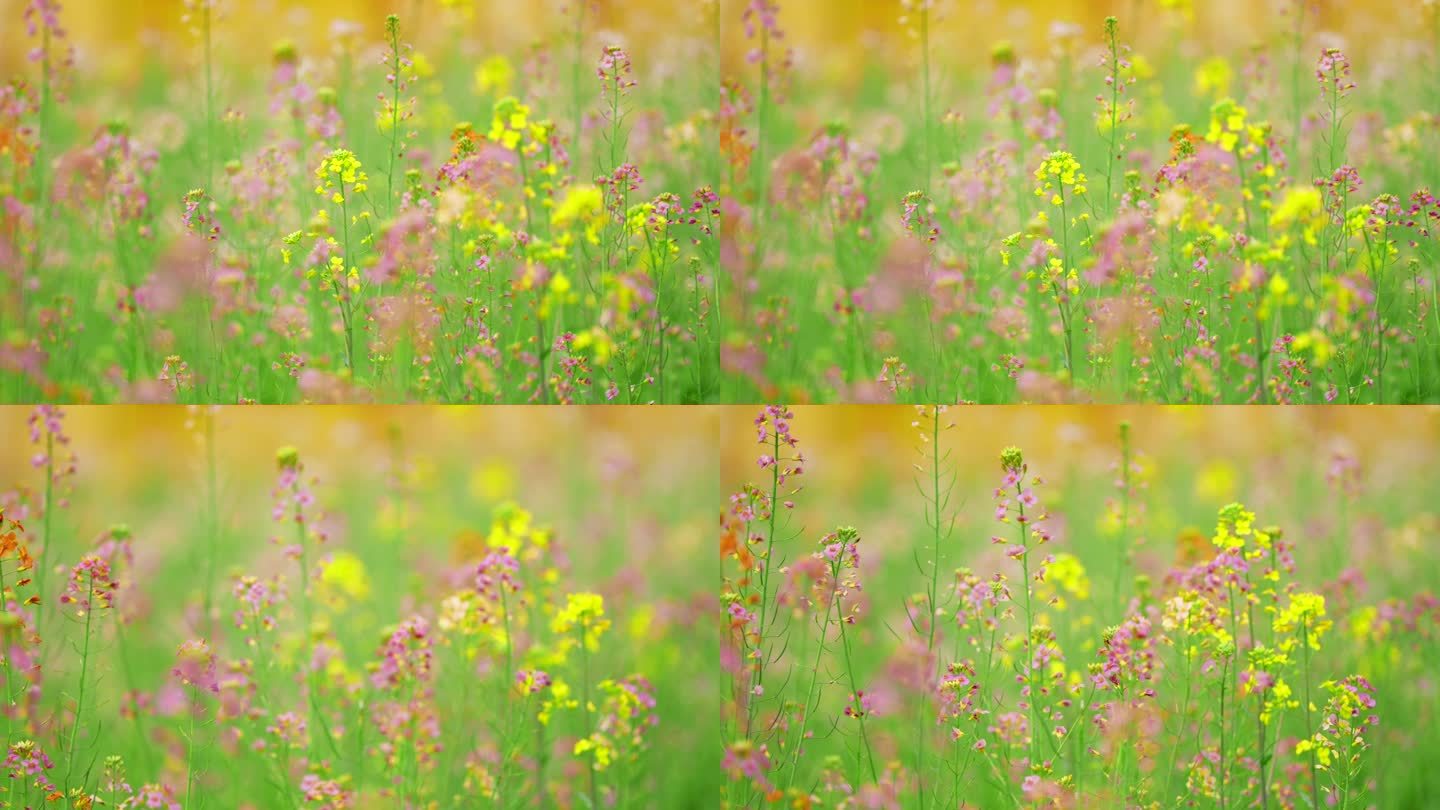 油菜花田