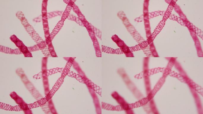 显微镜下的螺旋体，常见的名字包括水丝，美人鱼的头发，毯草。叶绿体螺旋。放大400倍。淡水水体的藻类。