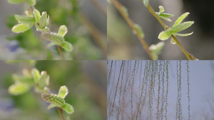 春芽 春雨 春天 柳树发芽