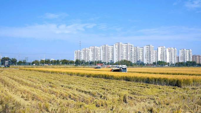 水稻农业大米丰收丰收稻谷（升格拍摄）