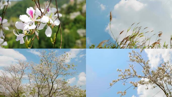 白花羊蹄甲 满山开满鲜花 夏日 春天来了