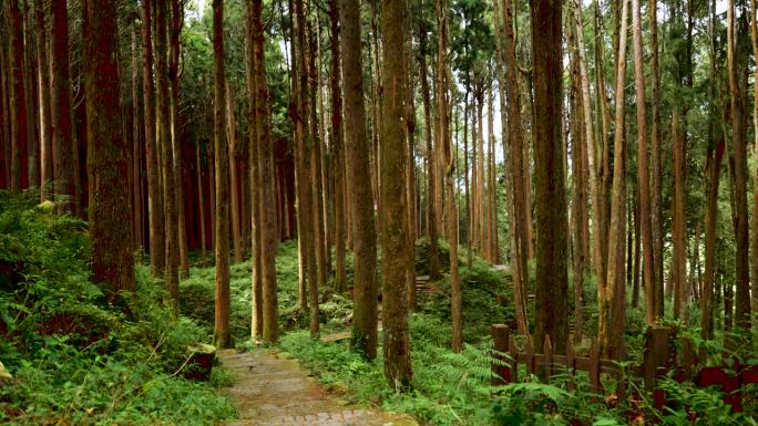 漫步在台湾嘉义阿里山的森林中