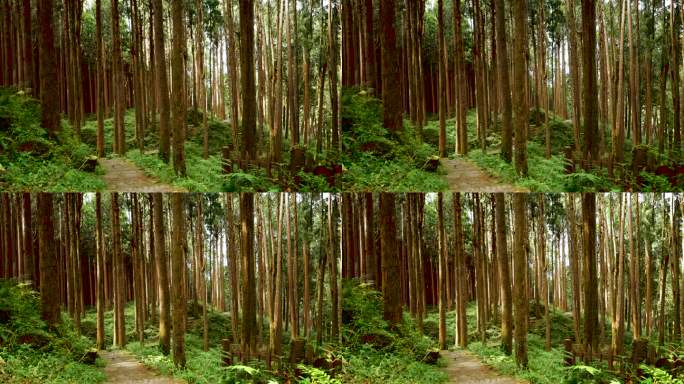 漫步在台湾嘉义阿里山的森林中