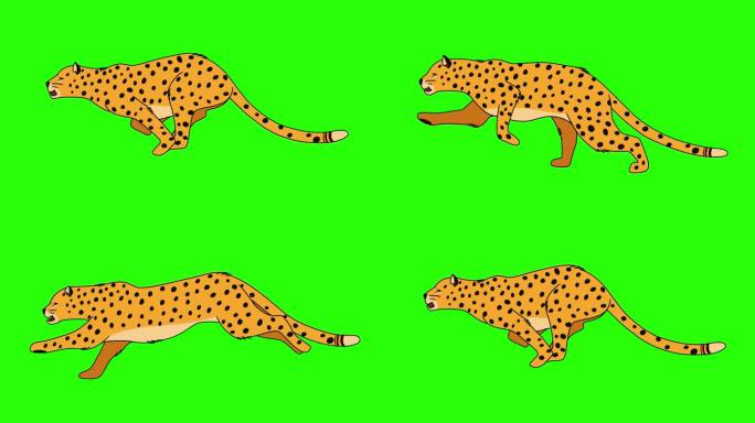 猎豹动物奔跑循环动画。