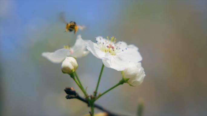 春天的梨花盛开 蜜蜂在花朵上采蜜