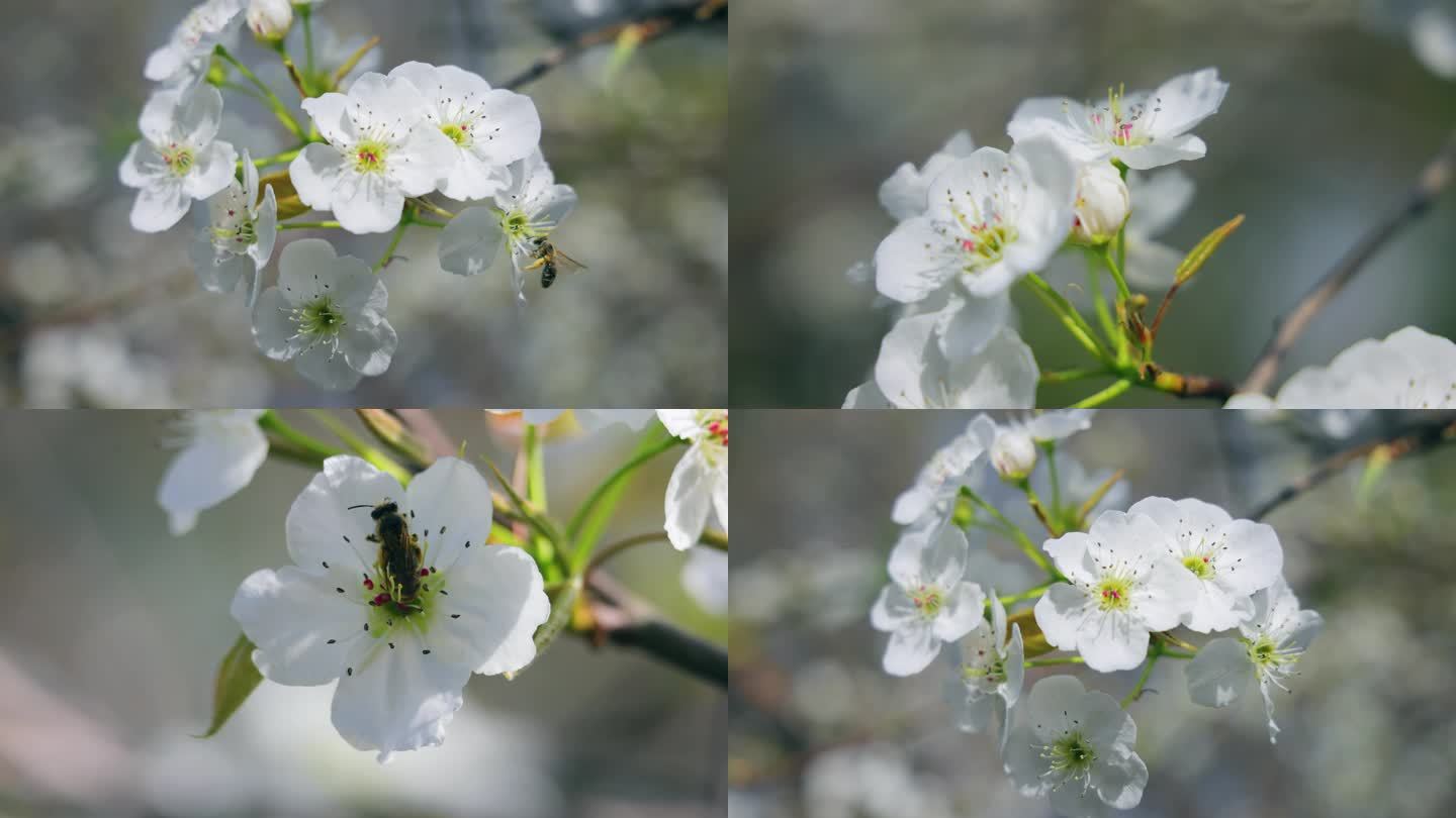 春天的梨花盛开 蜜蜂在花朵上采蜜