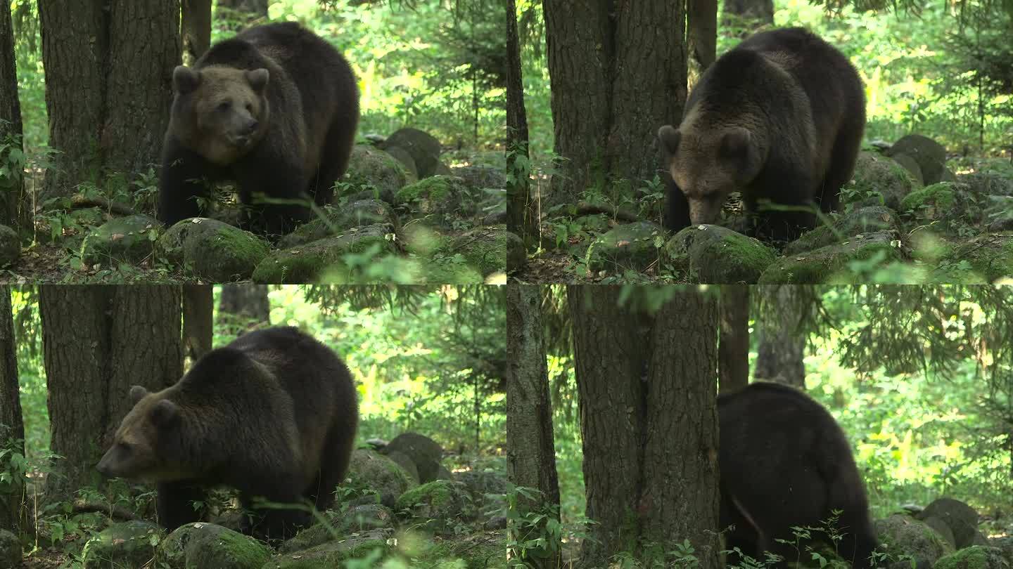 大棕熊吃东西的特写镜头