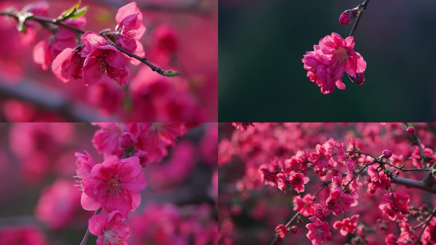 春天红色的海棠花盛开