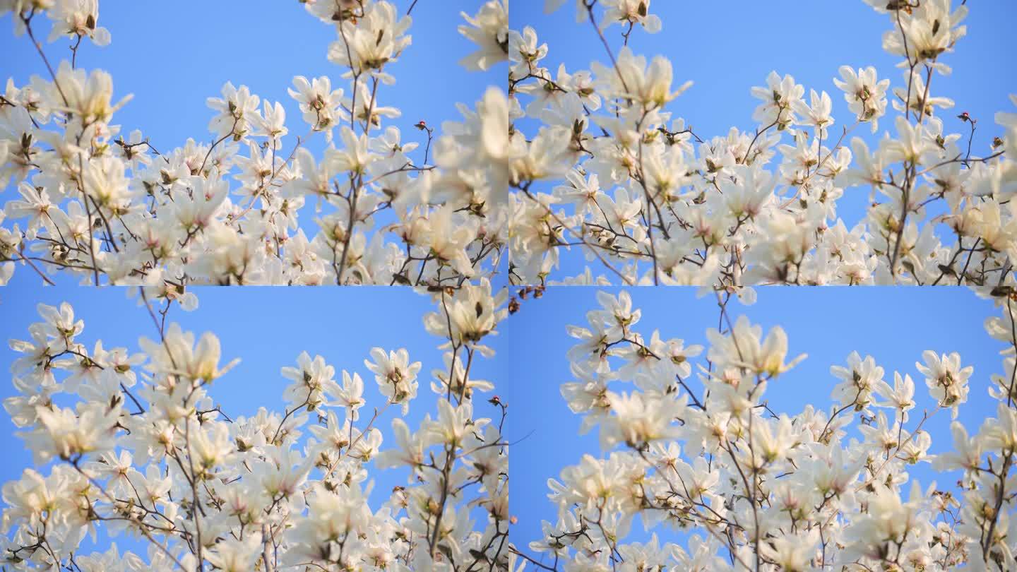 白玉兰在春天开在树上