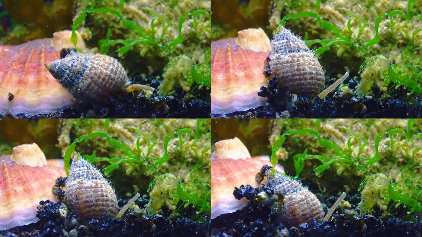 腹足类软体动物网纹狗螺(Tritia reticulata)，特写。黑海。