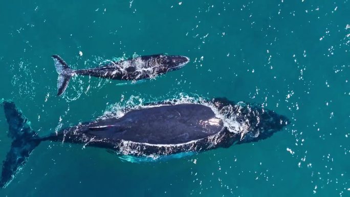 大型座头鲸游过水面，旁边是幼鲸，从空中拉出