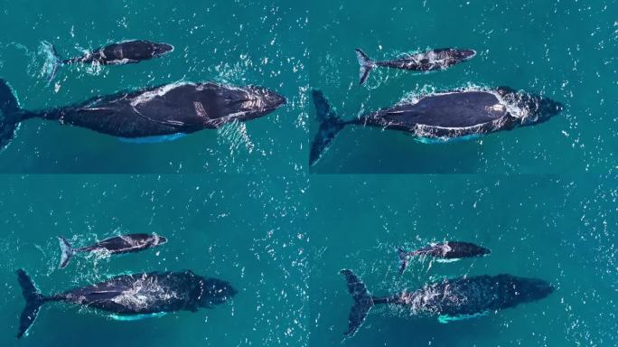 大型座头鲸游过水面，旁边是幼鲸，从空中拉出