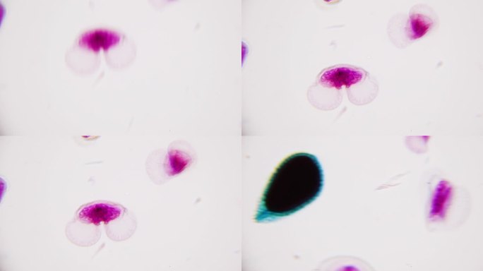 植物花粉显微镜下，1000倍。来自不同植物的不同花粉样本。平滑的焦点和运动。生殖和生物多样性。科学植