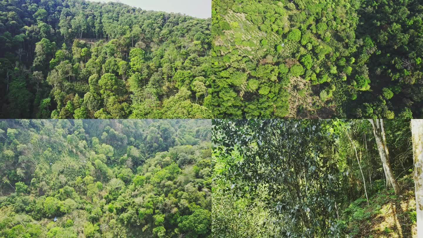 热带原始森林 小溪流水 森林航拍 土路