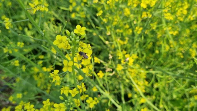 越南湄公河三角洲，两只小蜜蜂在黄色油菜花上采集花蜜。风吹得黄黄的油菜树在田野里摇摆。