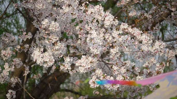 盛开的樱花 桃花 花空镜素材 花瓣飘落