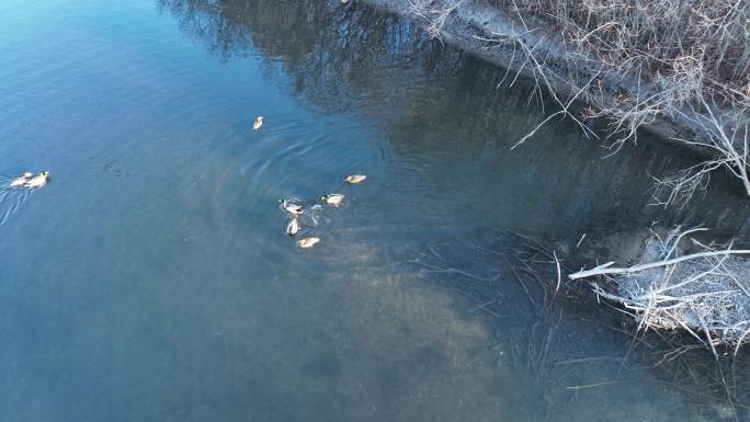 水中觅食的一群绿头鸭
