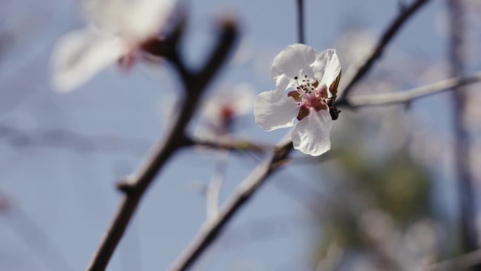 【4k】桃花素材特写航拍蜜蜂