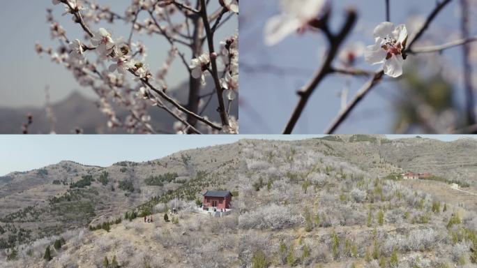 【4k】桃花素材特写航拍蜜蜂