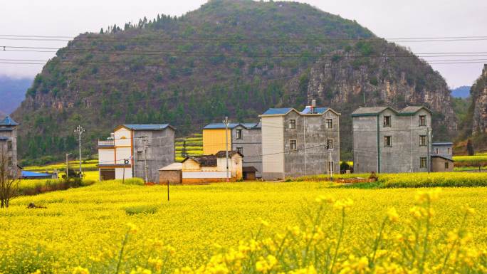 村庄布依族传统民居房屋金黄色的油菜花写意