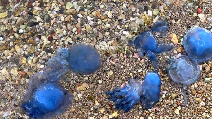 一群蓝色水母在浅水的海滩