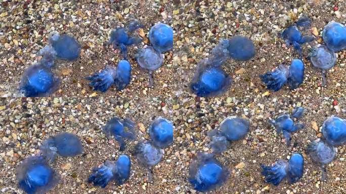 一群蓝色水母在浅水的海滩