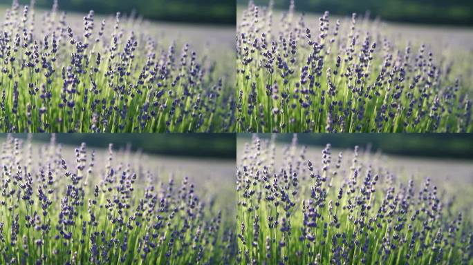 夕阳西下，一行行薰衣草盛开，芳香四溢。选择重点在薰衣草田薰衣草紫色芳香花丛。