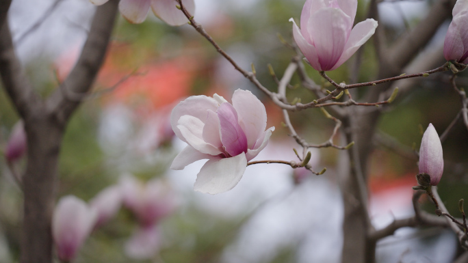 【4K】原创唯美玉兰花花园植物园公园花卉