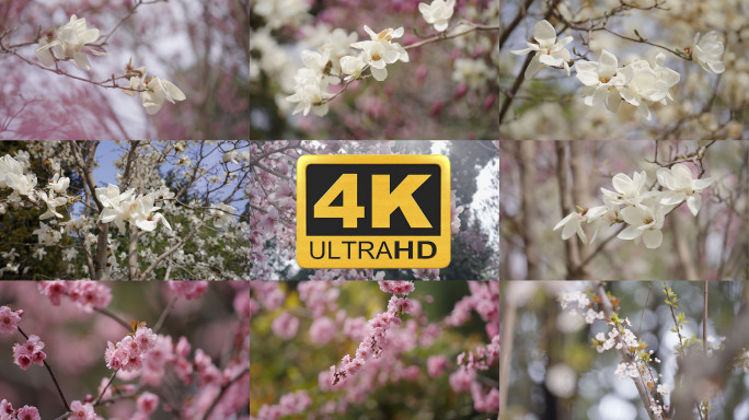 【4K】原创唯美玉兰花花园植物园公园花卉