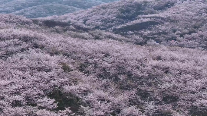 春天樱花海樱花花开