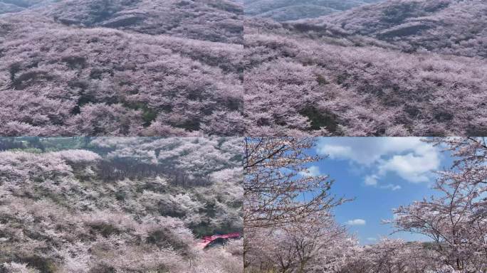 春天樱花海樱花花开