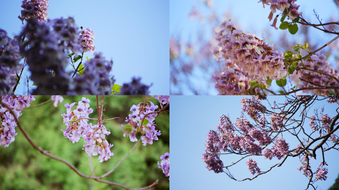 春天盛开的紫色泡桐花(升格)