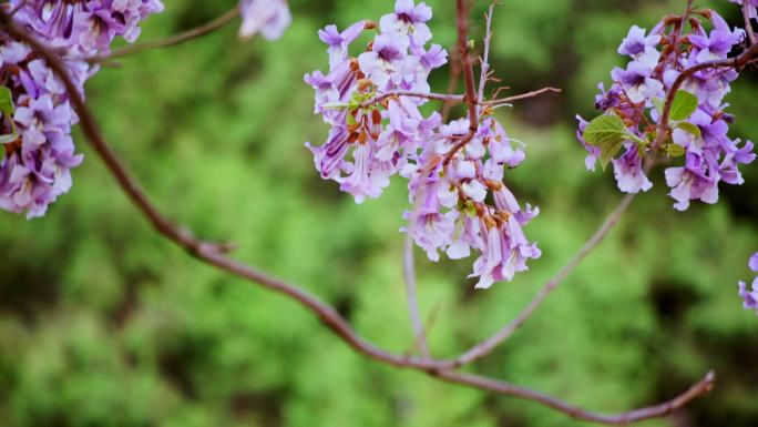 春天盛开的紫色泡桐花(升格)