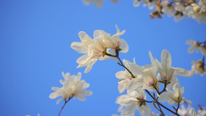 白玉兰在春天开在树上
