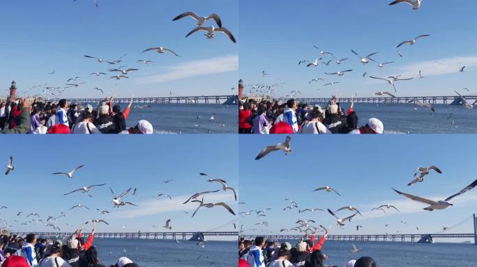 游客海边喂海鸥
