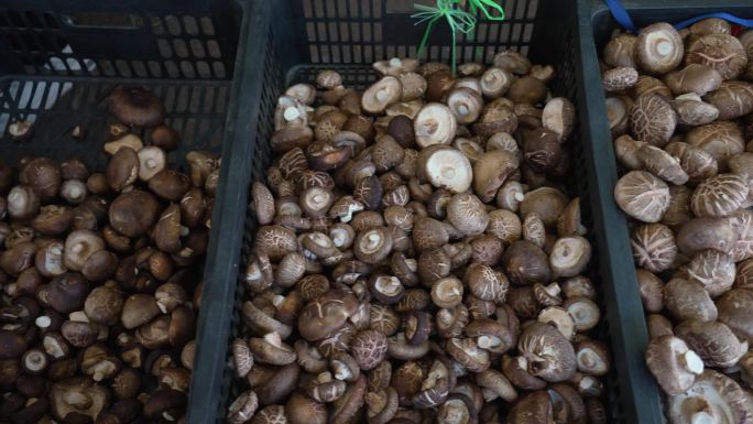 蘑菇 香菇 花菇 菌类食品
