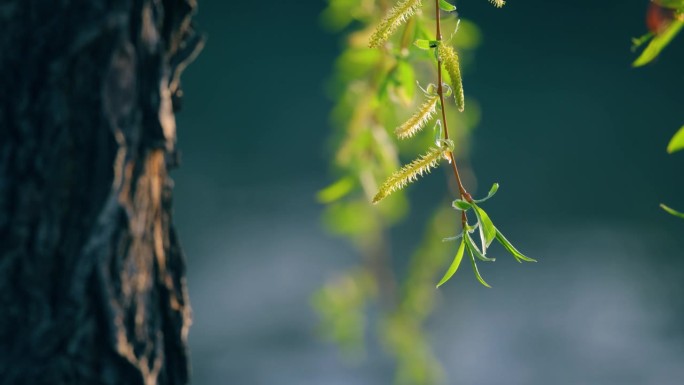 垂柳枝，嫩嫩的春叶