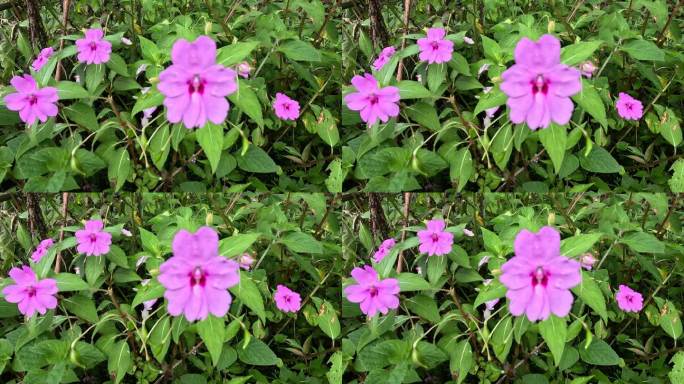 凤仙花(凤仙花sultanii，忙碌的莉齐，不列颠群岛，凤仙花，苏丹，简称凤仙花)。茎是半肉质的，植