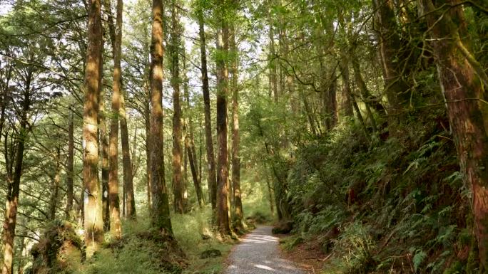 漫步在台湾嘉义阿里山的森林中